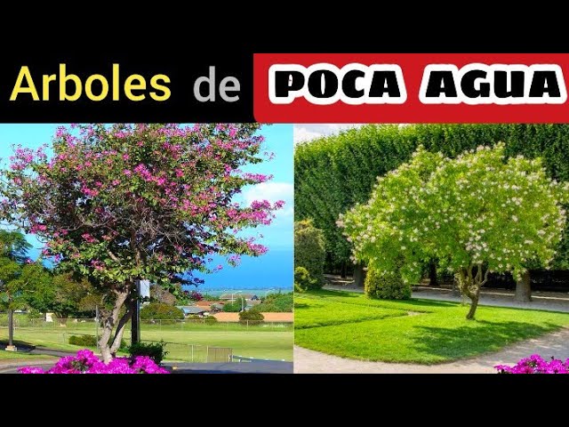 árboles de crecimiento rápido y poca agua