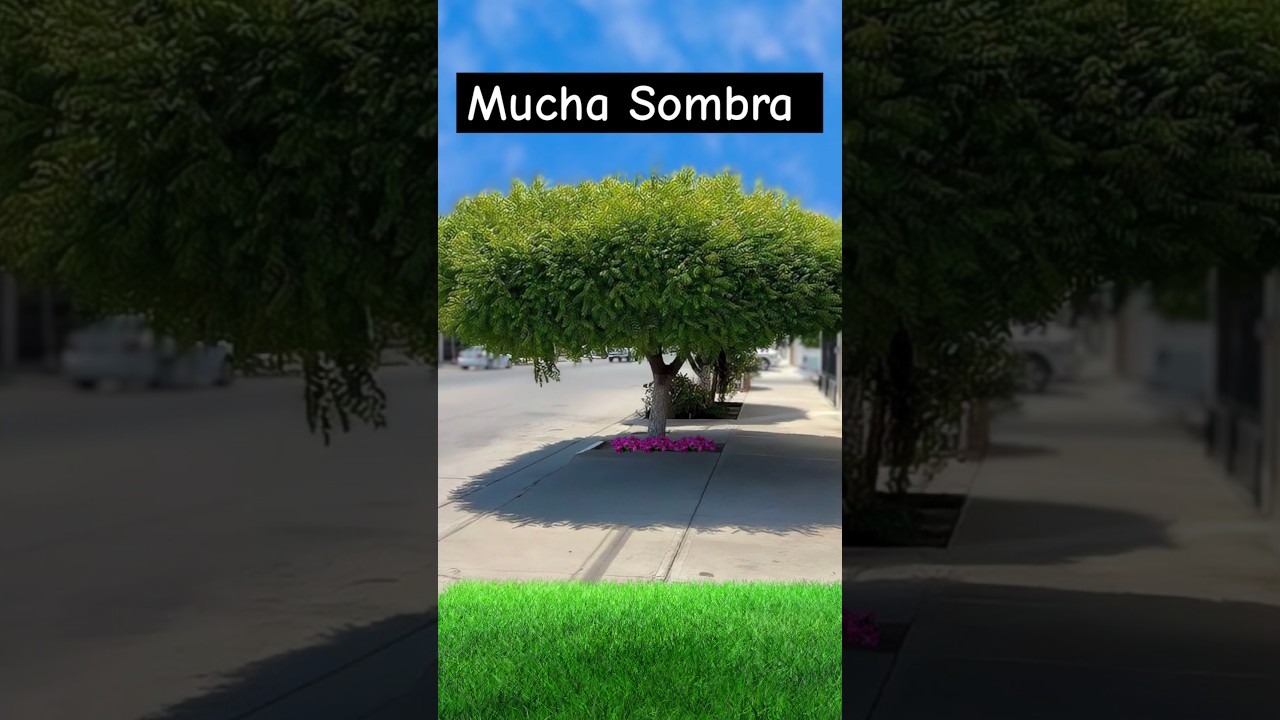 arboles de sombra que no ensucien