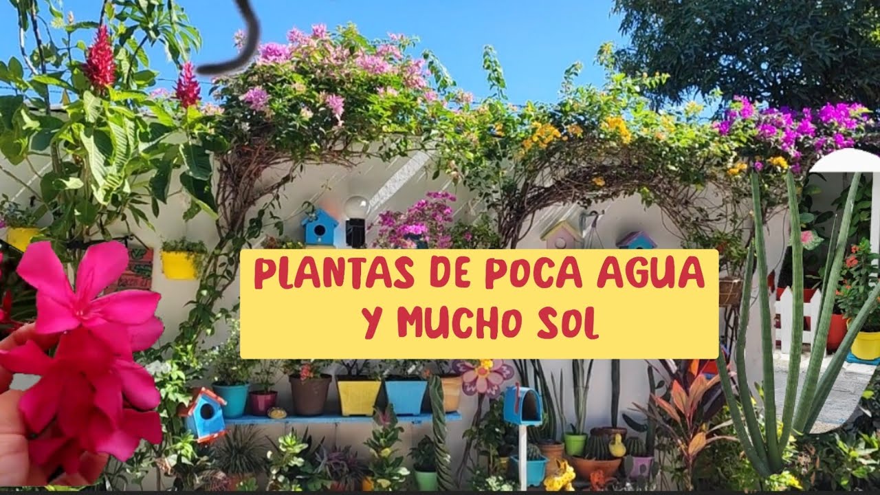 arbustos resistentes al sol y poca agua