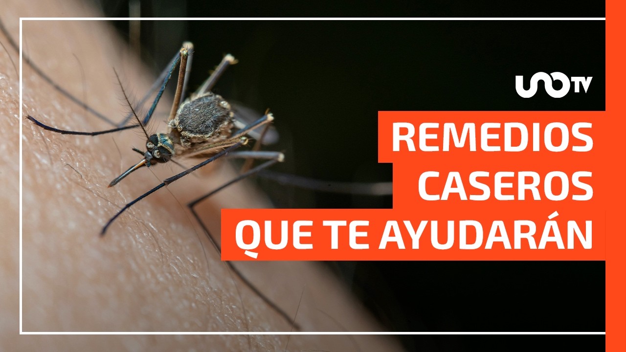 como aliviar las picaduras de mosquitos