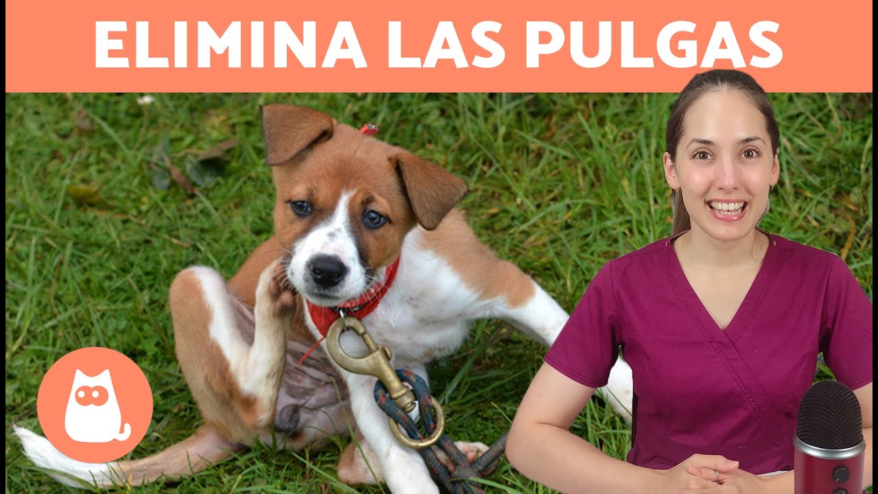 como quitar las pulgas a un perro rapido