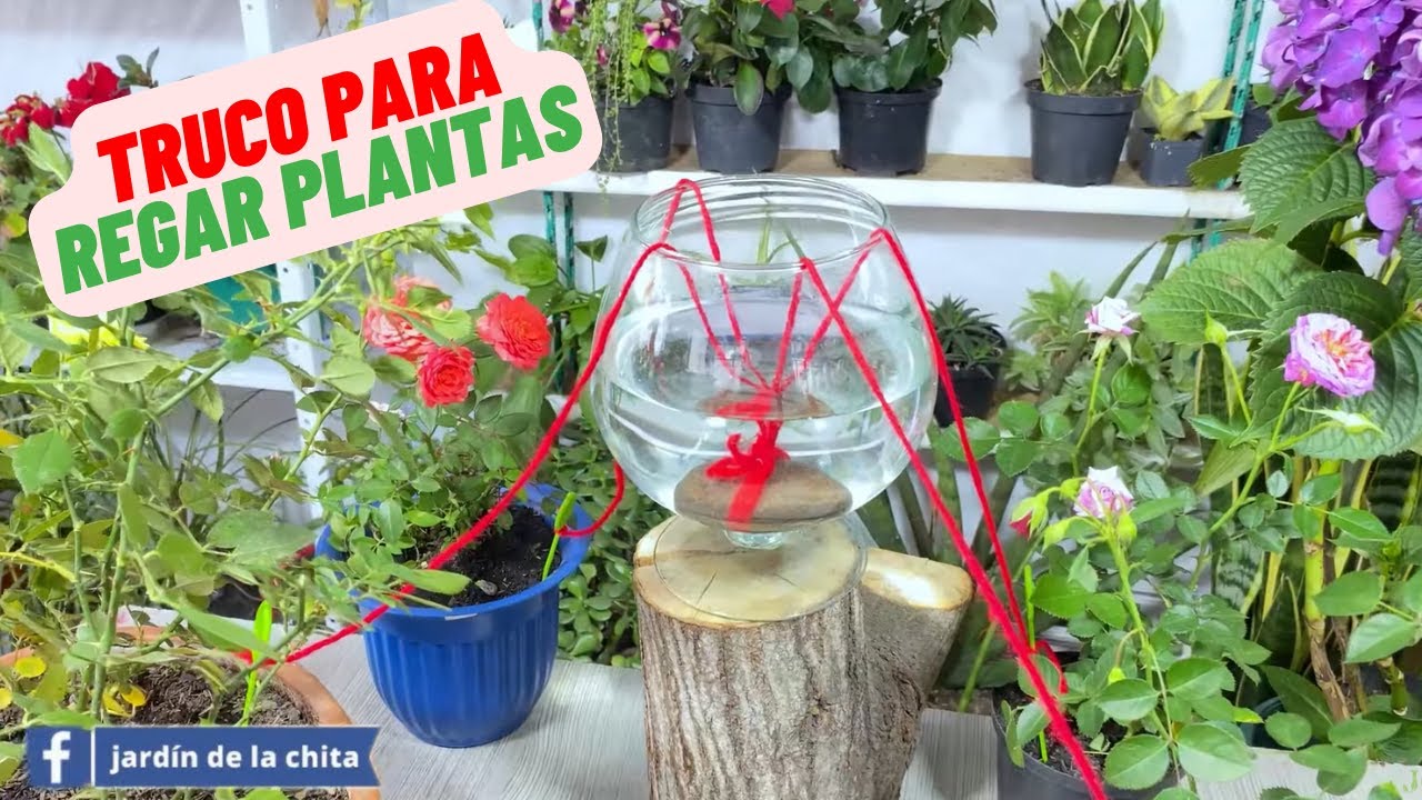 como regar las plantas en vacaciones