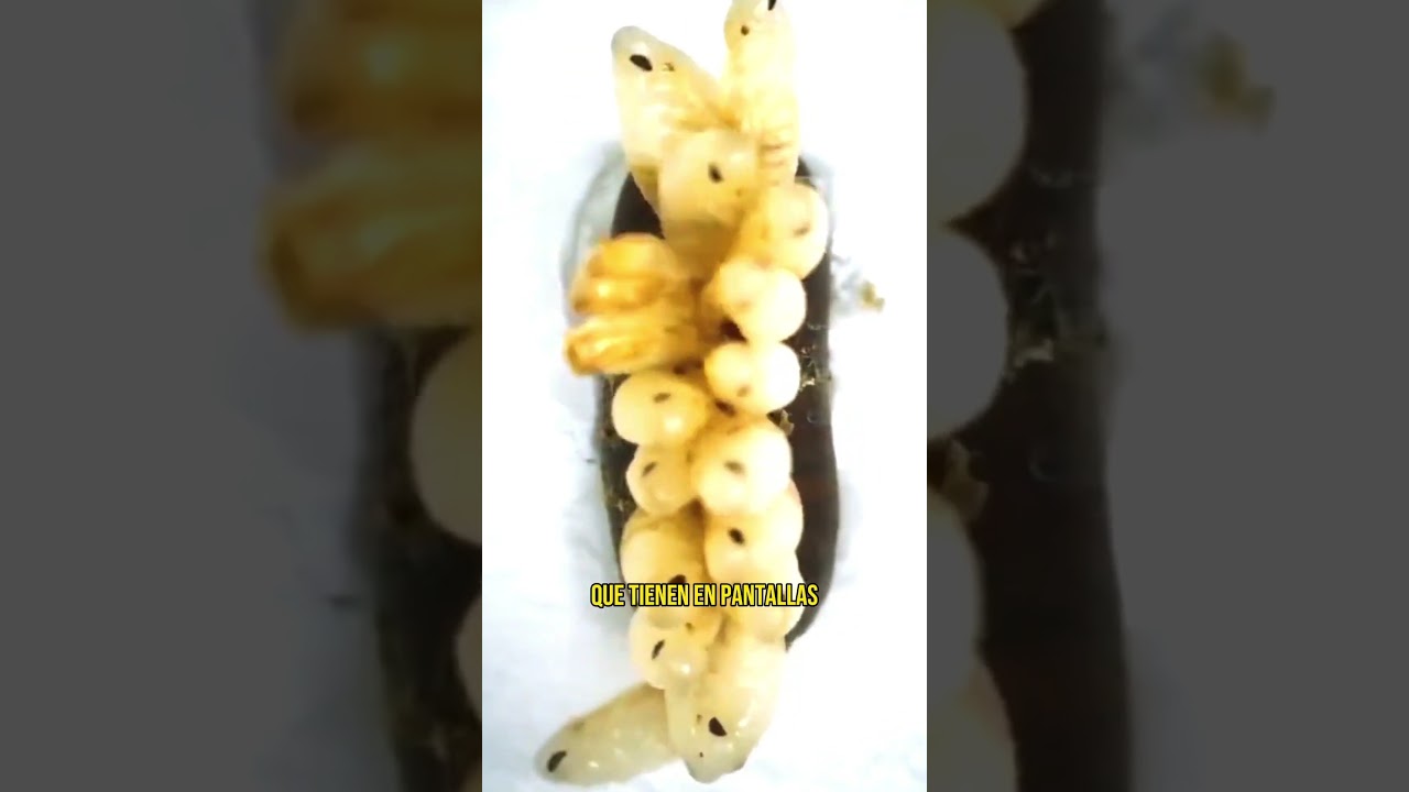 como son los huevos de cucaracha