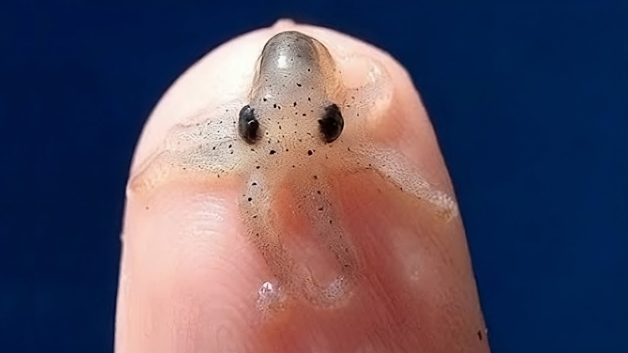 cual es el animal mas pequeno del mundo