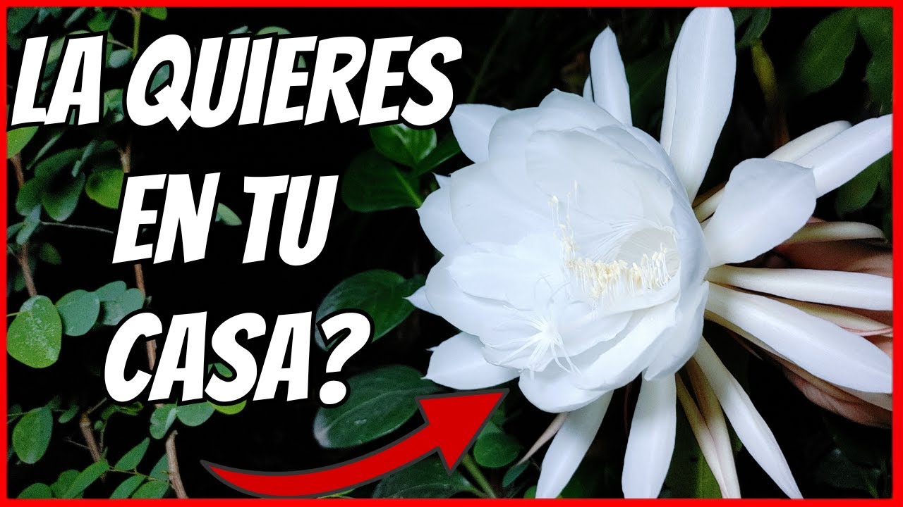 cuidado de la dama de noche