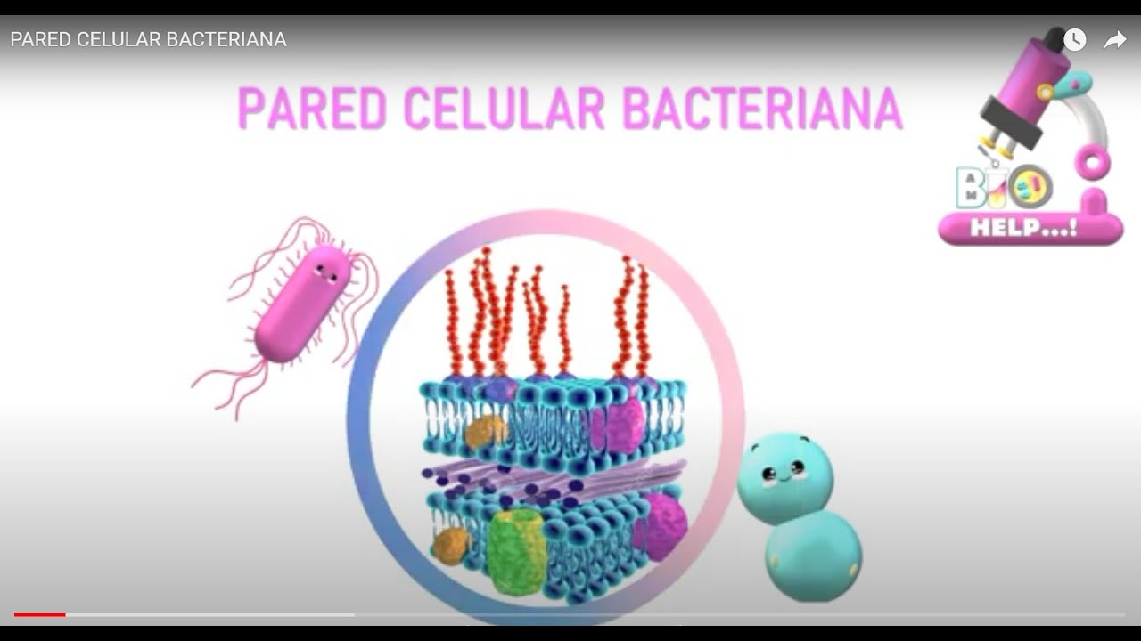 de que se forma la pared bacteriana