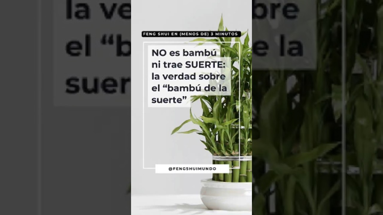 es malo tener bambú en casa