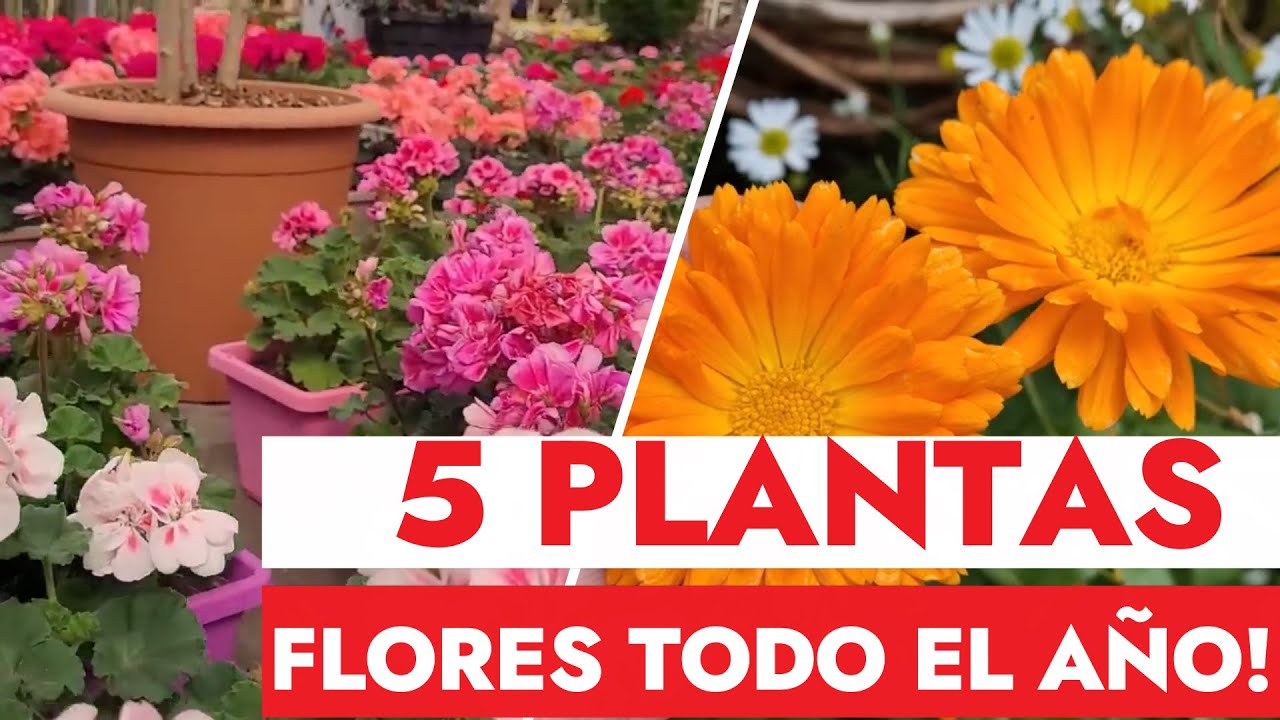 flores de exterior resistentes todo el año