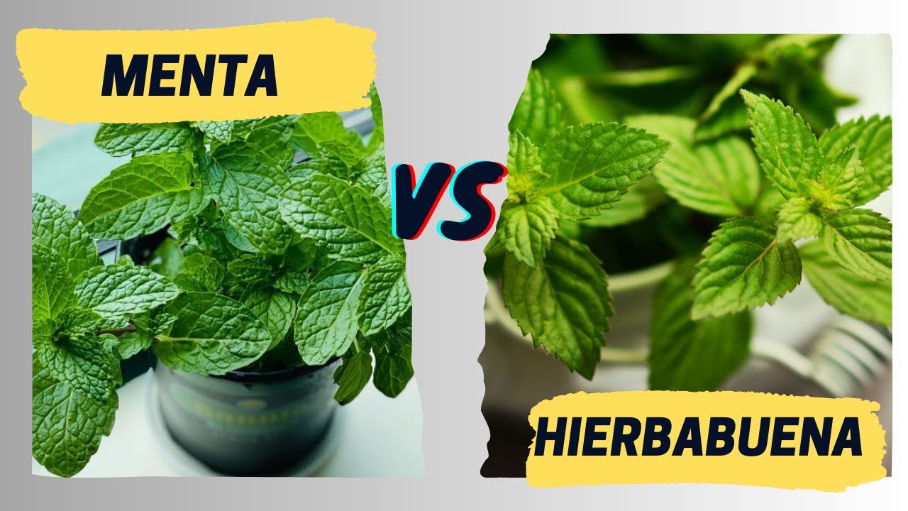 menta y hierbabuena es lo mismo