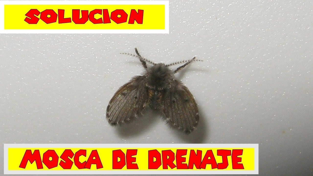 moscas de la humedad son peligrosas
