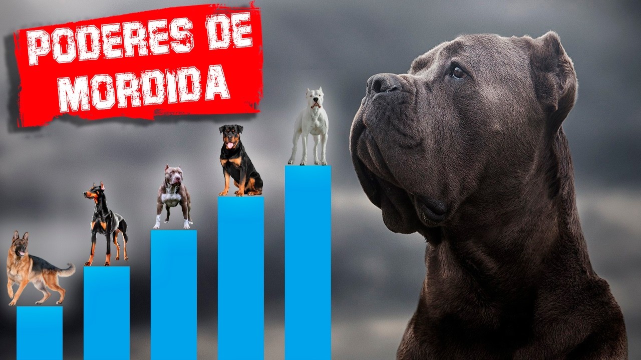 perro con la mordida mas fuerte