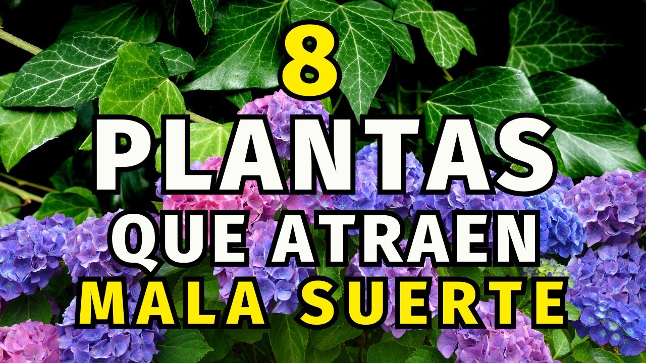 planta amor de hombre mala suerte