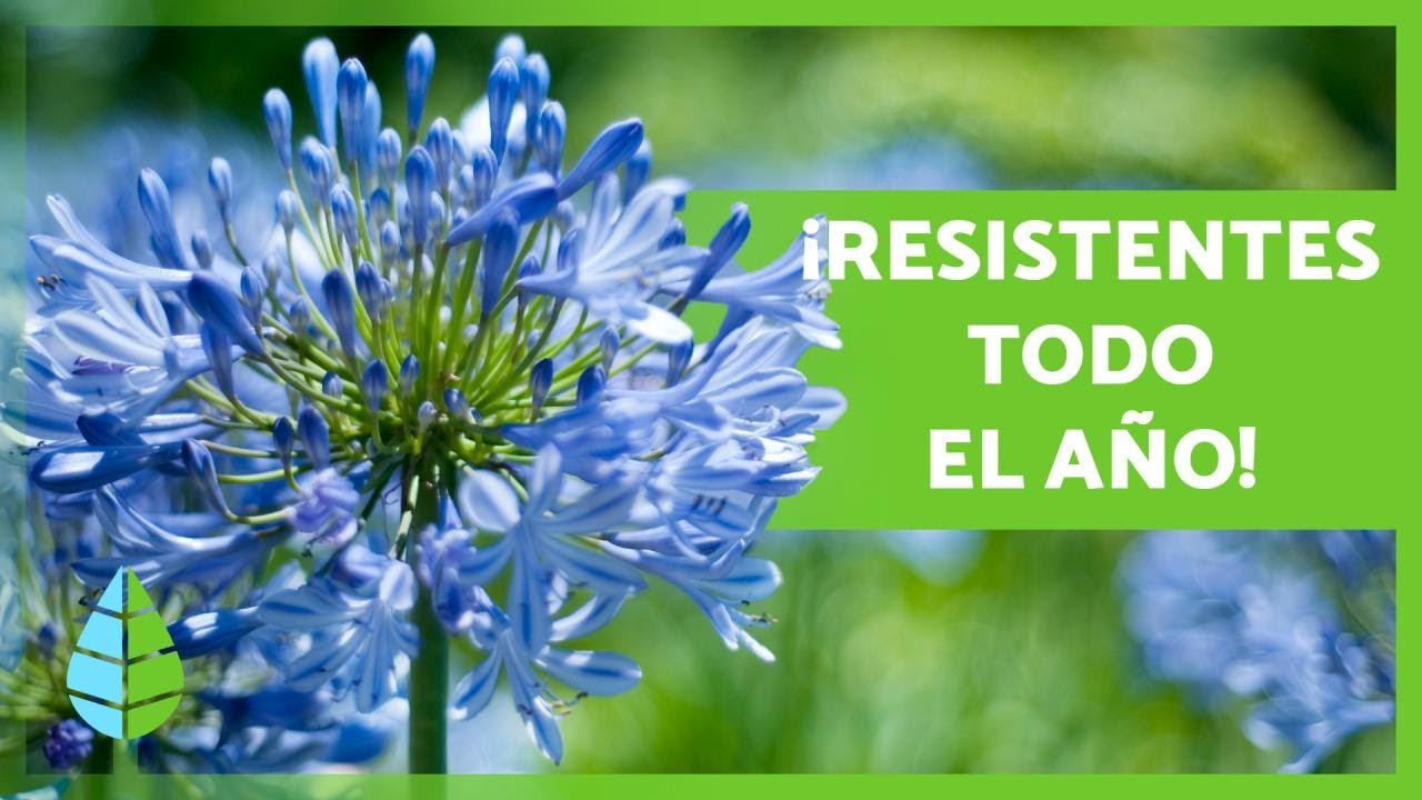 plantas de exterior resistentes al frío y calor con flores
