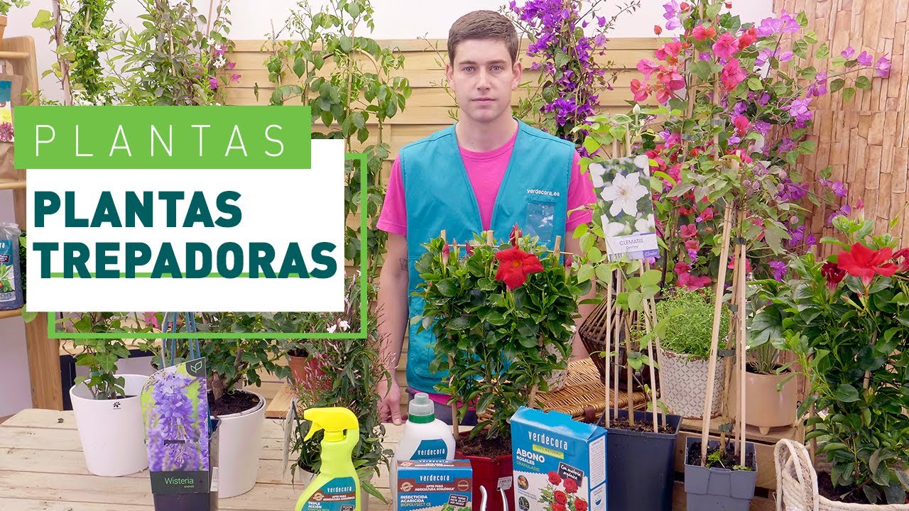plantas trepadoras con flores todo el año