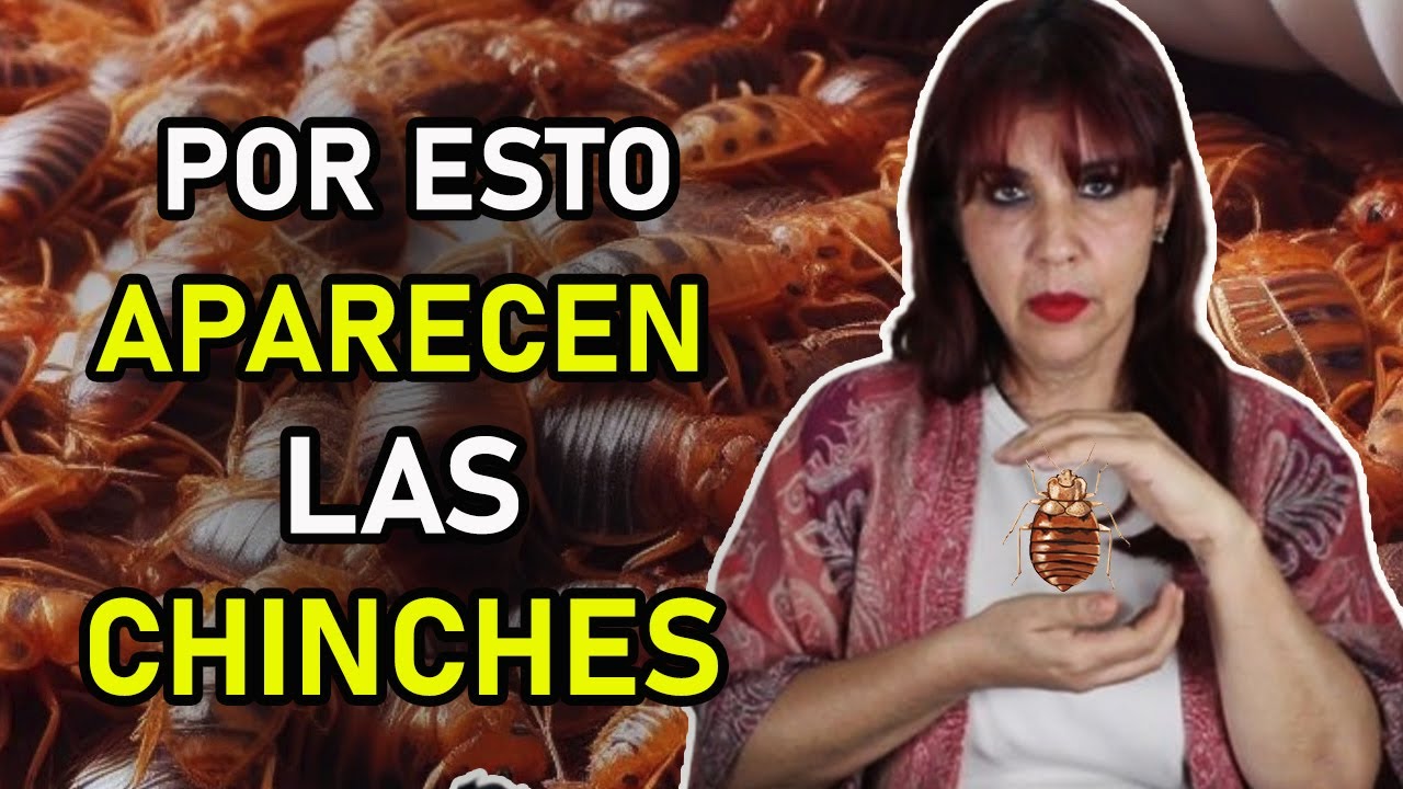 porque llegan los chinches a una casa