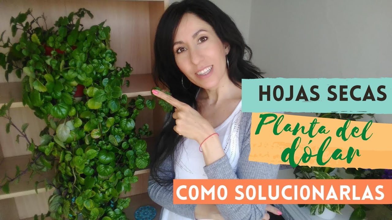 porque se me muere la planta del dinero