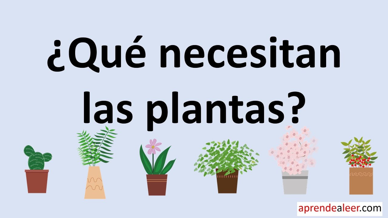 que necesitas una planta para vivir