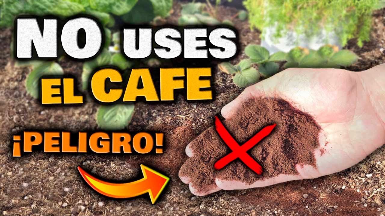 qué plantas necesitan café como abono
