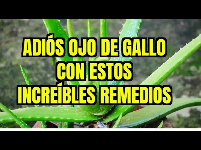 quitar ojo de gallo con limón