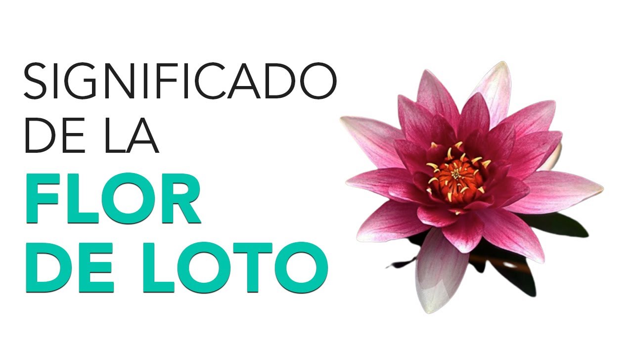 sig de la flor de loto