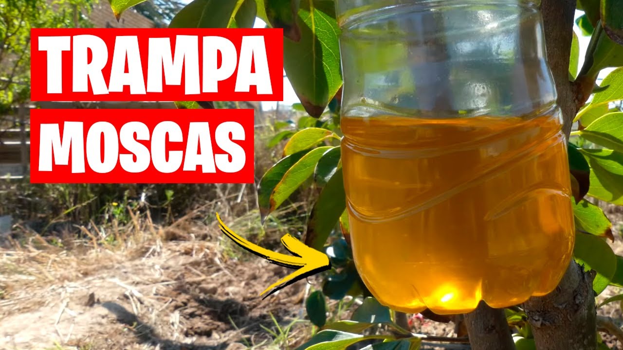 trampa para moscas de la fruta