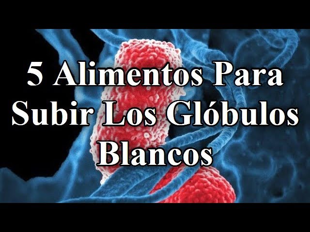 10 alimentos para subir los glóbulos blancos