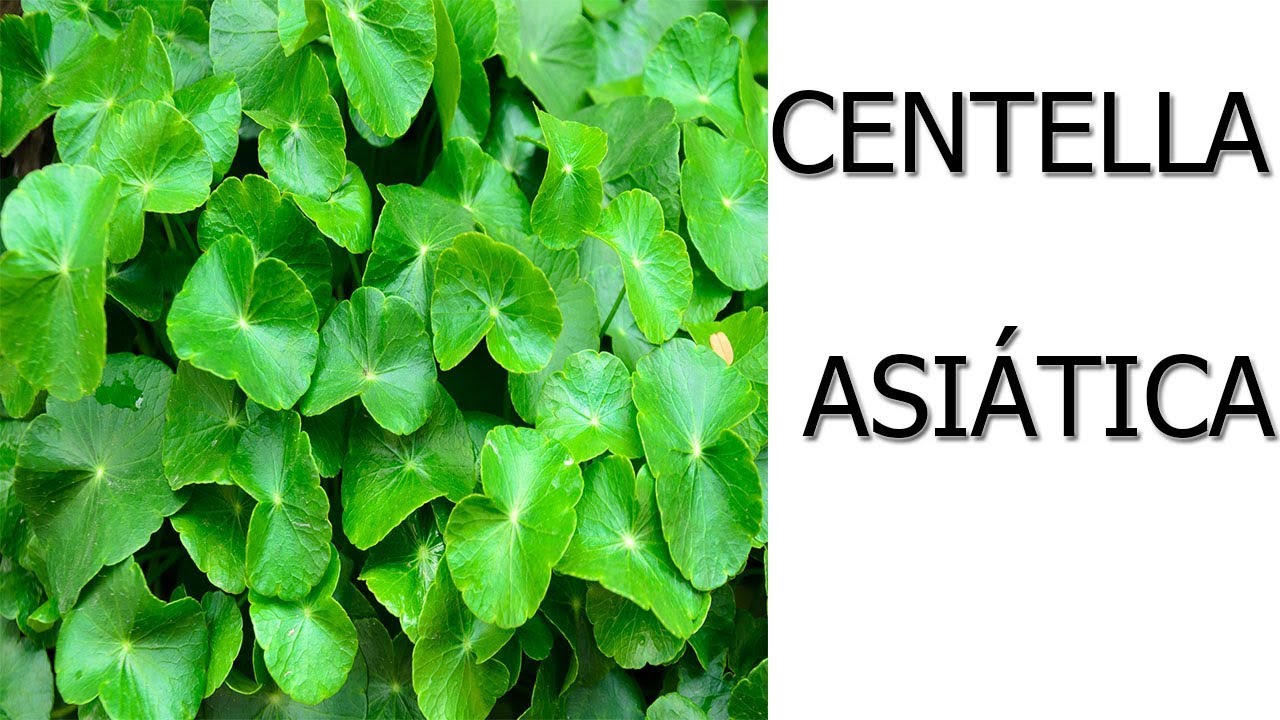aceite de centella asiática para que sirve