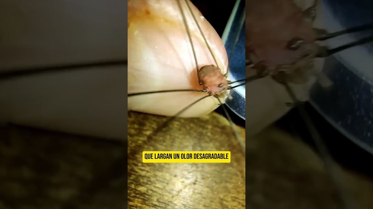 arañas patas largas no son arañas
