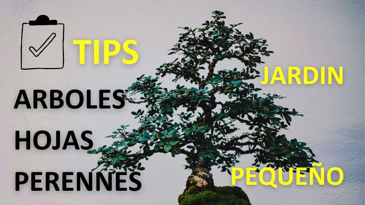 arboles de hoja perenne para jardin