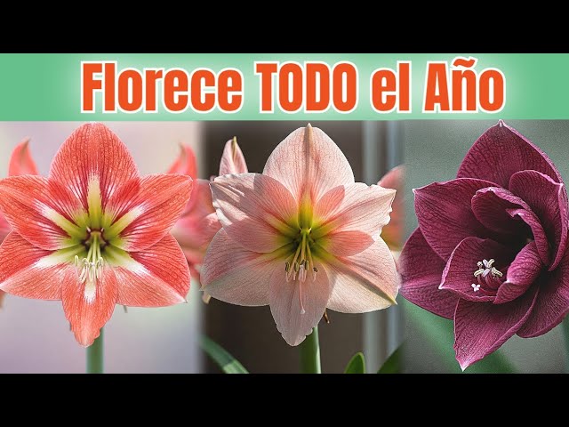 bulbos que florecen todo el año