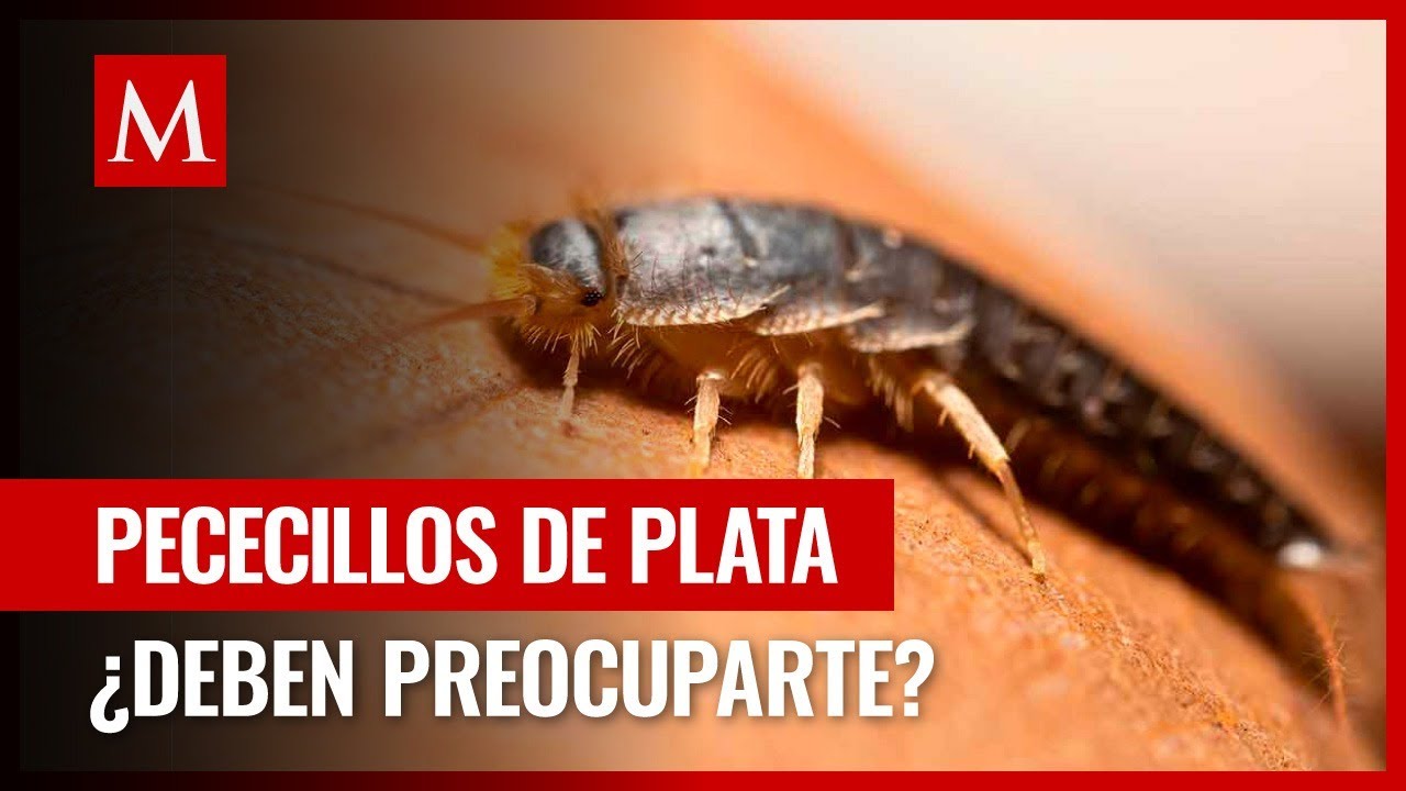 como acabar con los pececillos de plata