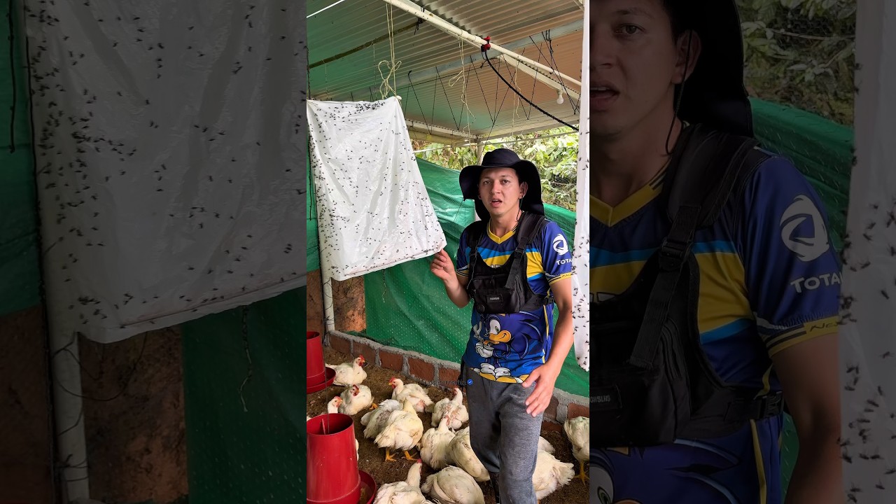 como eliminar las moscas con bicarbonato