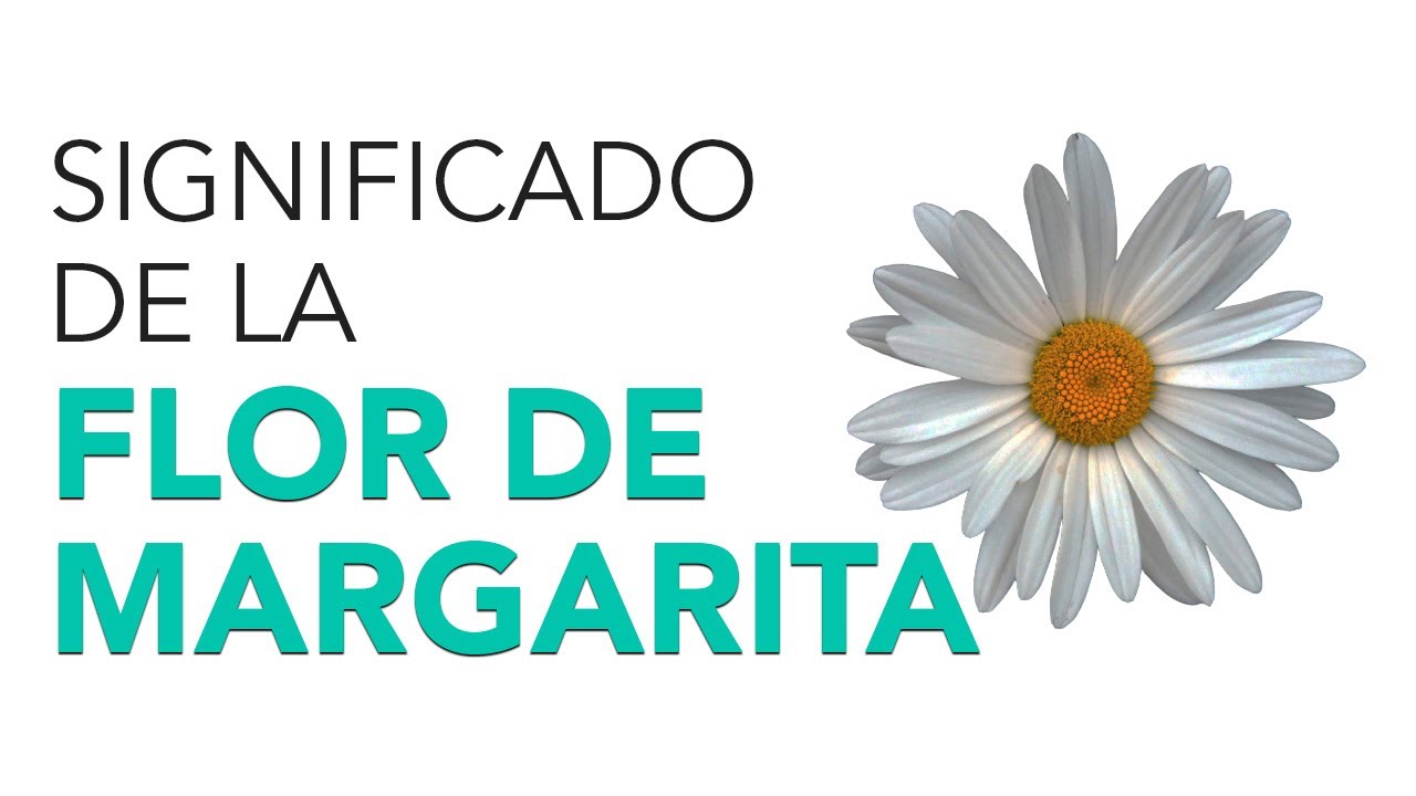 cómo se llama la flor de la margarita