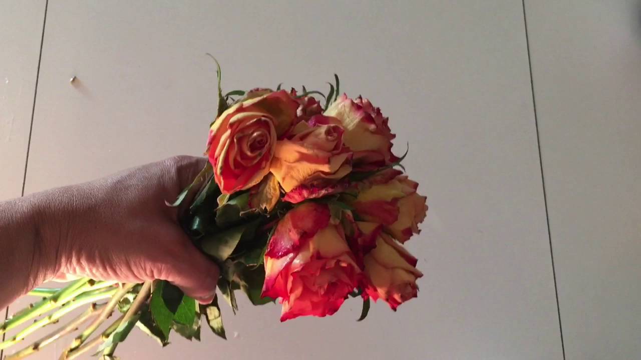 como secar una rosa con laca