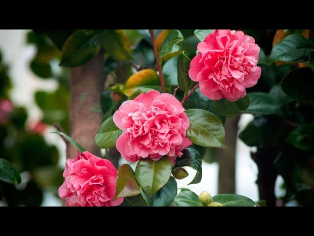 cuando se puede podar una camelia