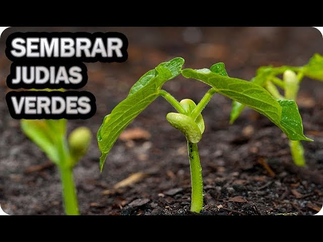 cuando se siembran las judias verdes