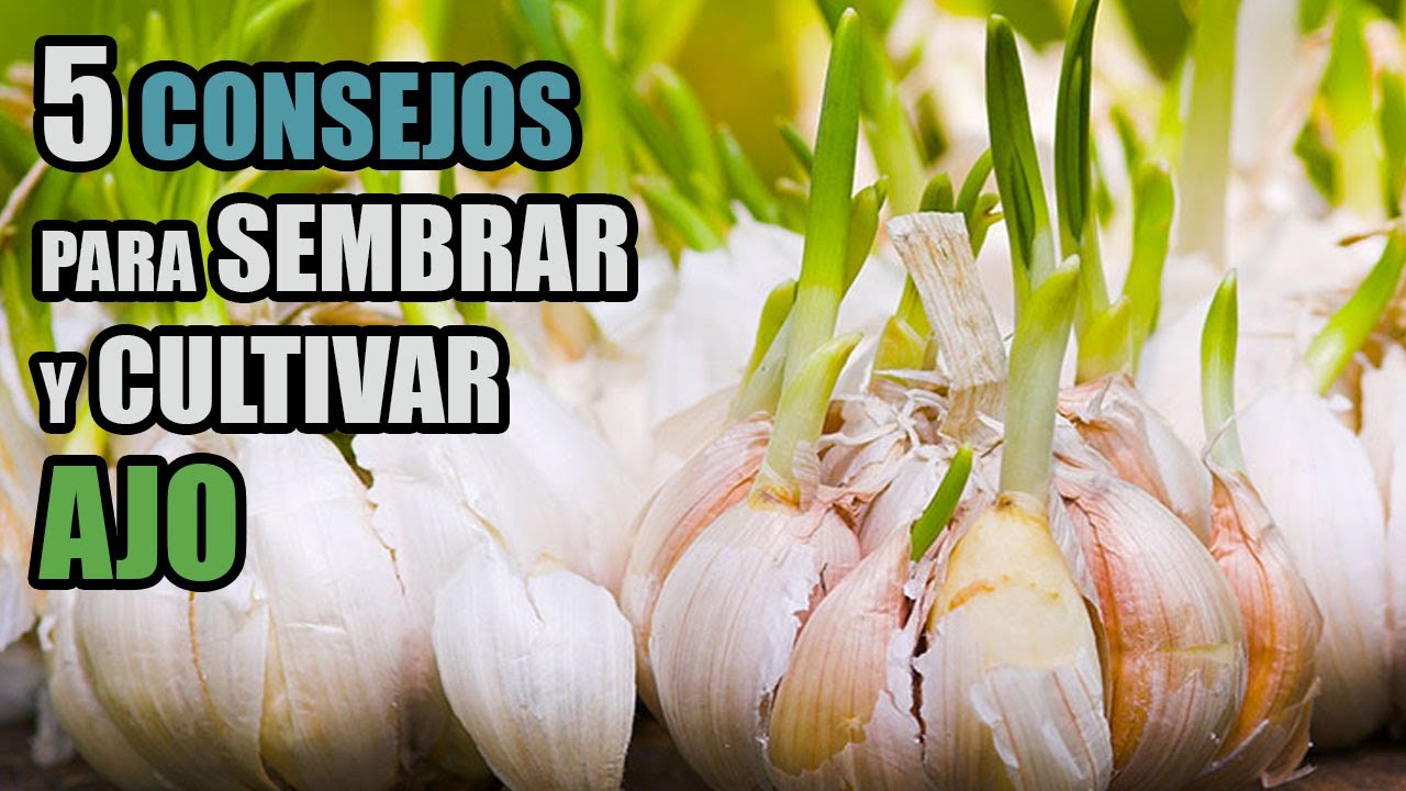 cuando se siembran los ajos y cuando se recogen