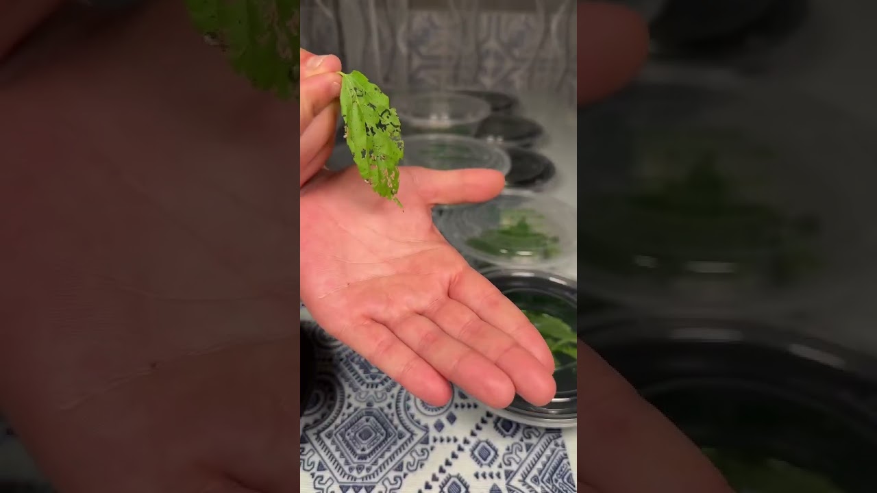 donde conseguir gusanos de seda gratis