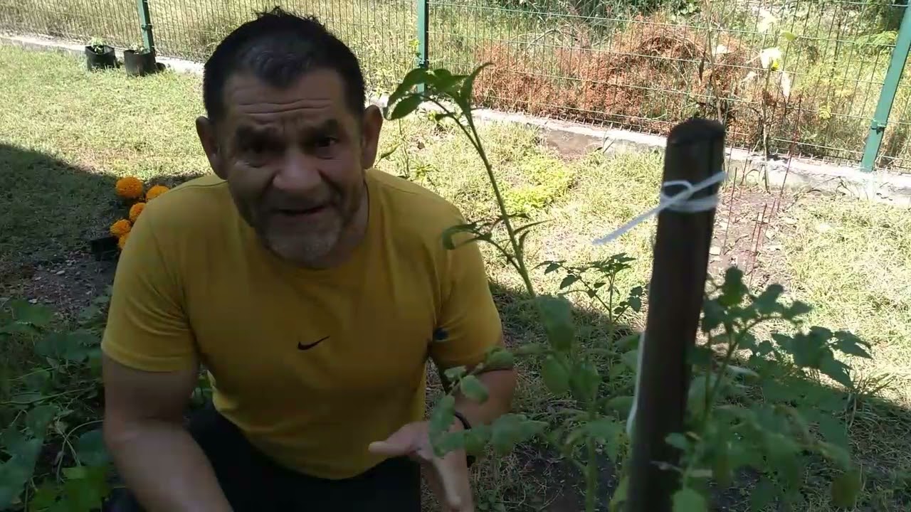 enfermedades del tomate por exceso de humedad