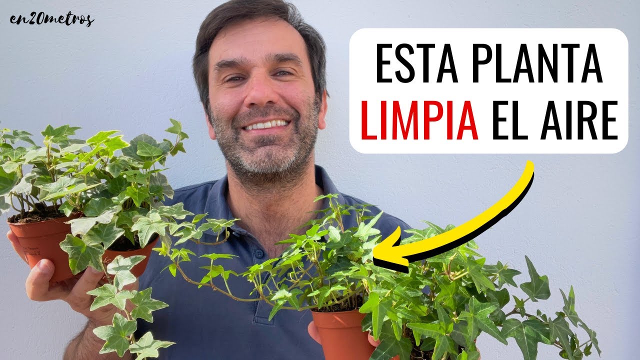 es bueno tener hiedra en casa