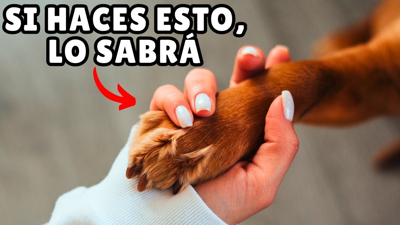 frases para tu perro que lo amas