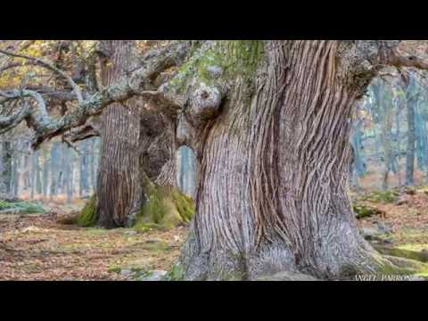 inicio de la senda de el castañar de el tiemblo