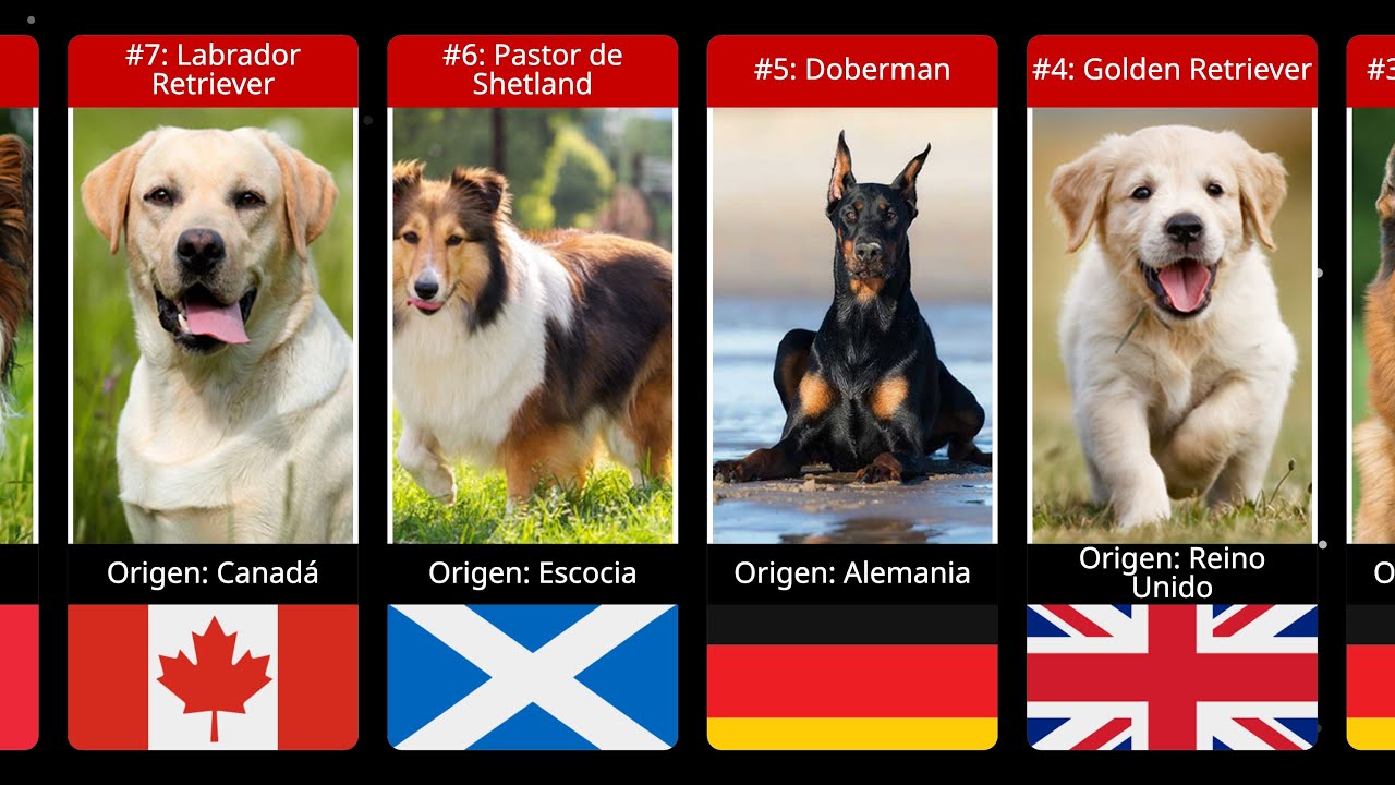 las 30 razas de perros más inteligentes