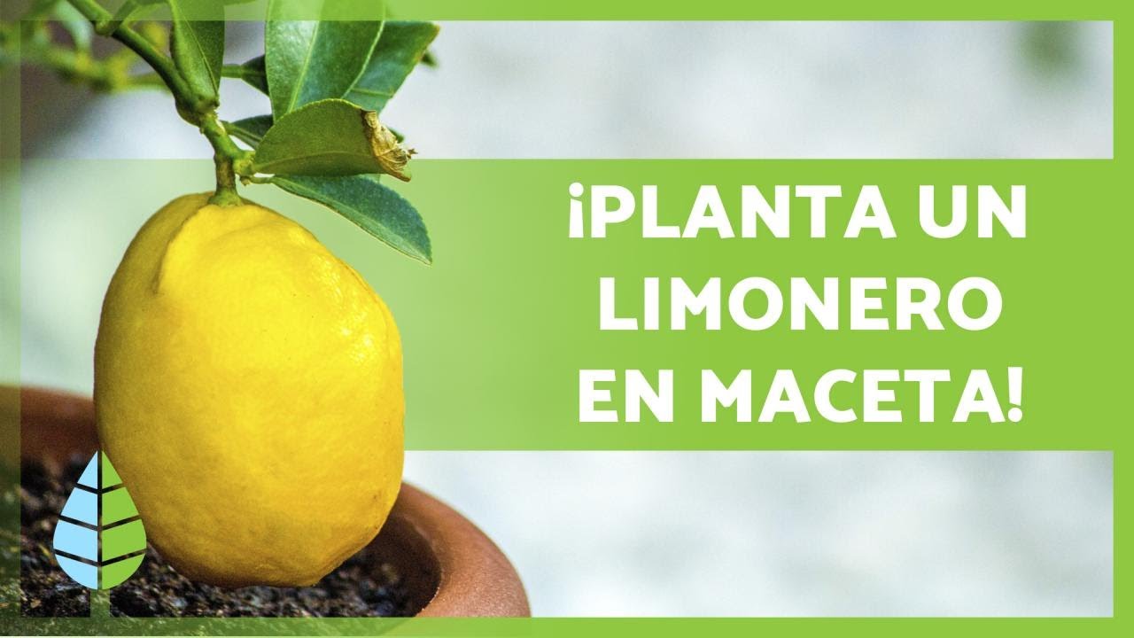 limonero en maceta sol o sombra