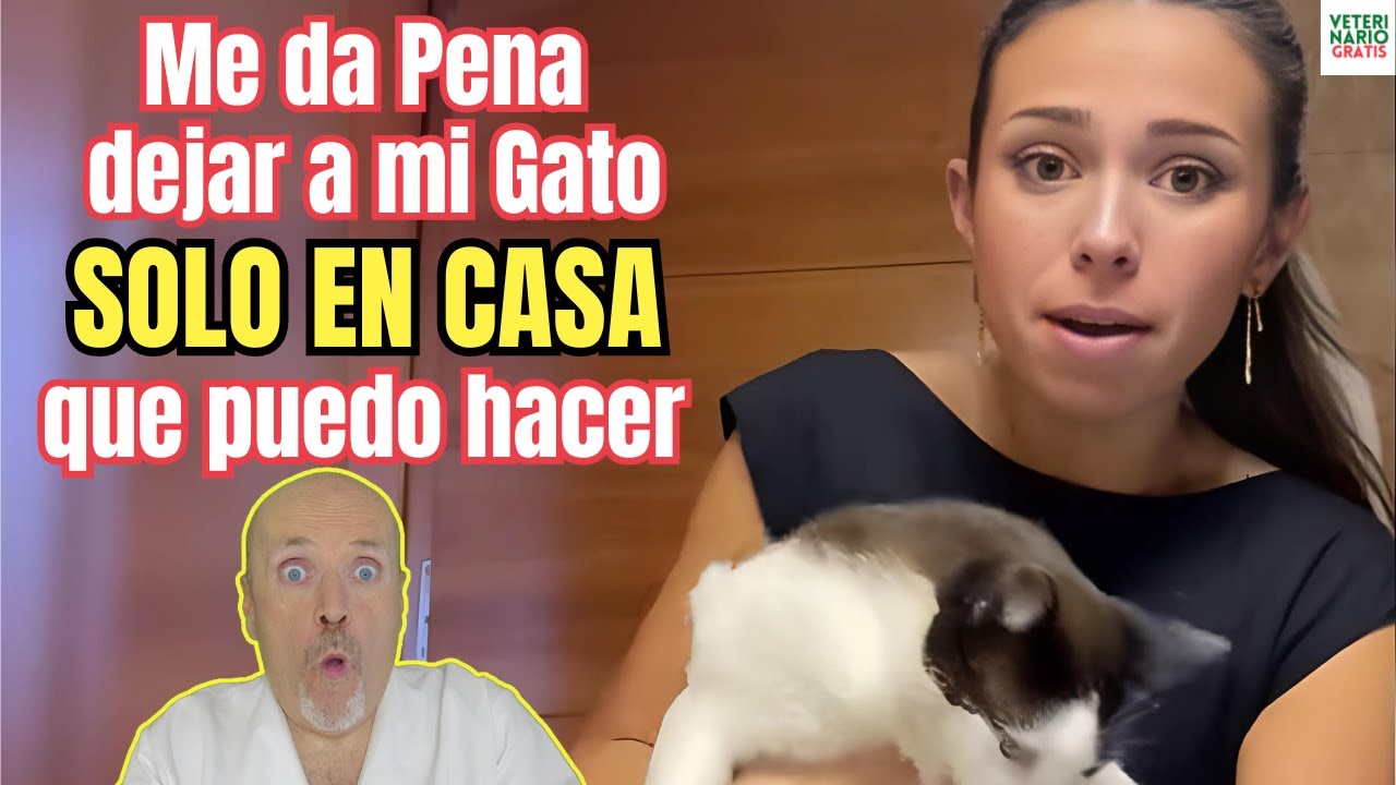 me da pena dejar a mi gato solo en casa