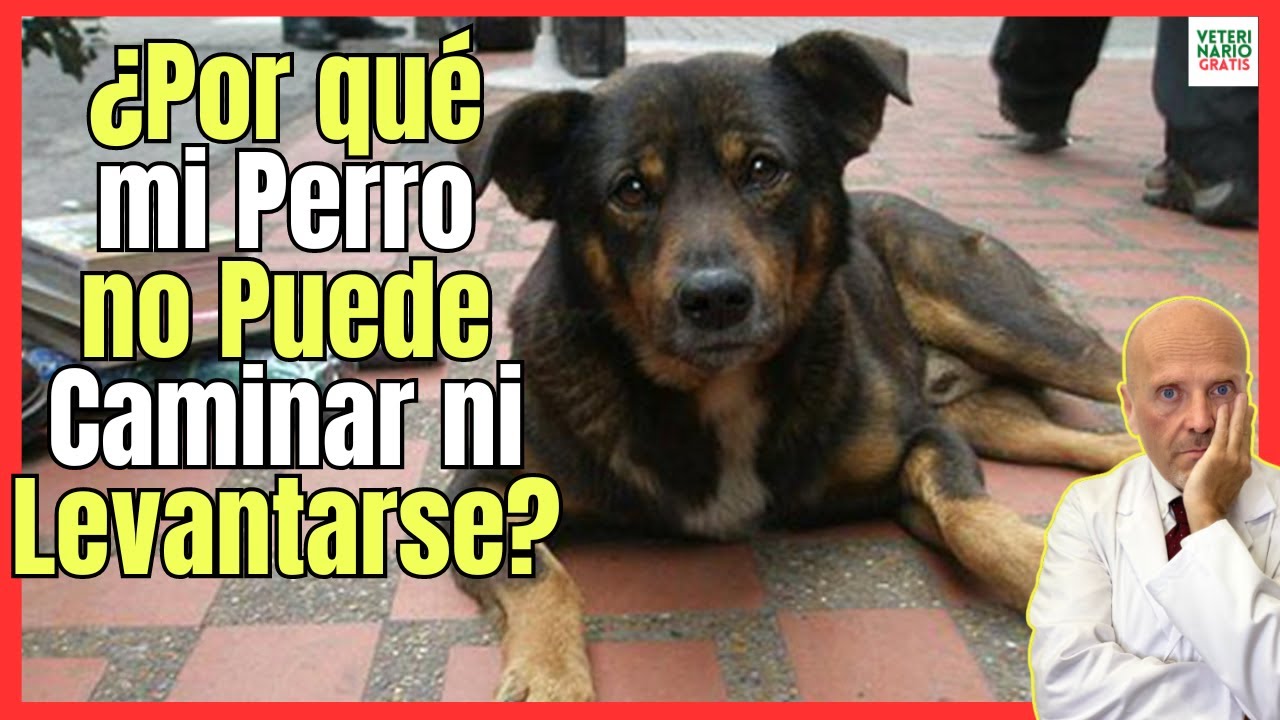 mi perro no puede andar de repente