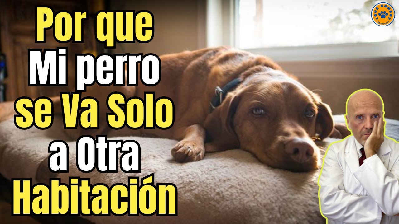 mi perro se va solo a otra habitación