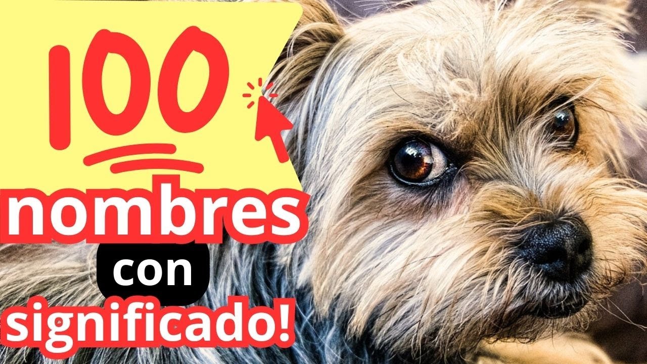 nombres para perro con significado bonito