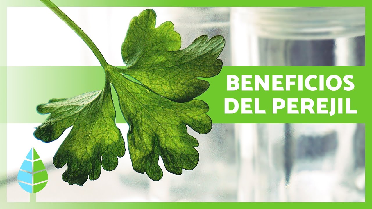 para que es bueno el perejil