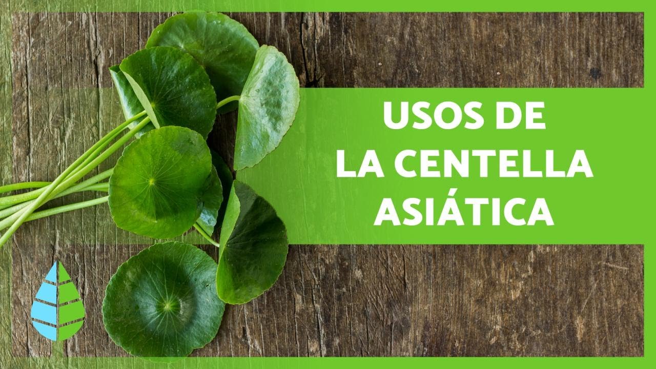 para qué sirve la centella asiática